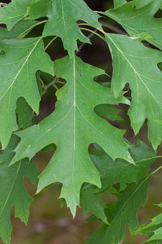 Quercus rubra #2